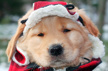 25-dogs-bundled-up-for-winter-1-2548-1358953825-0_big.jpg