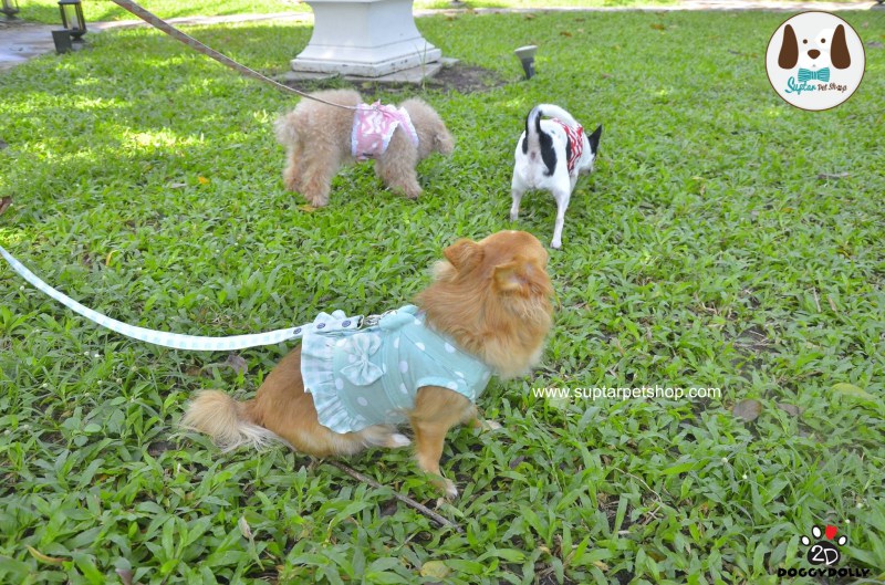 สายจูงสุนัขwww.suptarpetshop.com01-20160514-103538เสื้อผ้าหมาน่ารัก-ราคาถูก.jpg.jpg