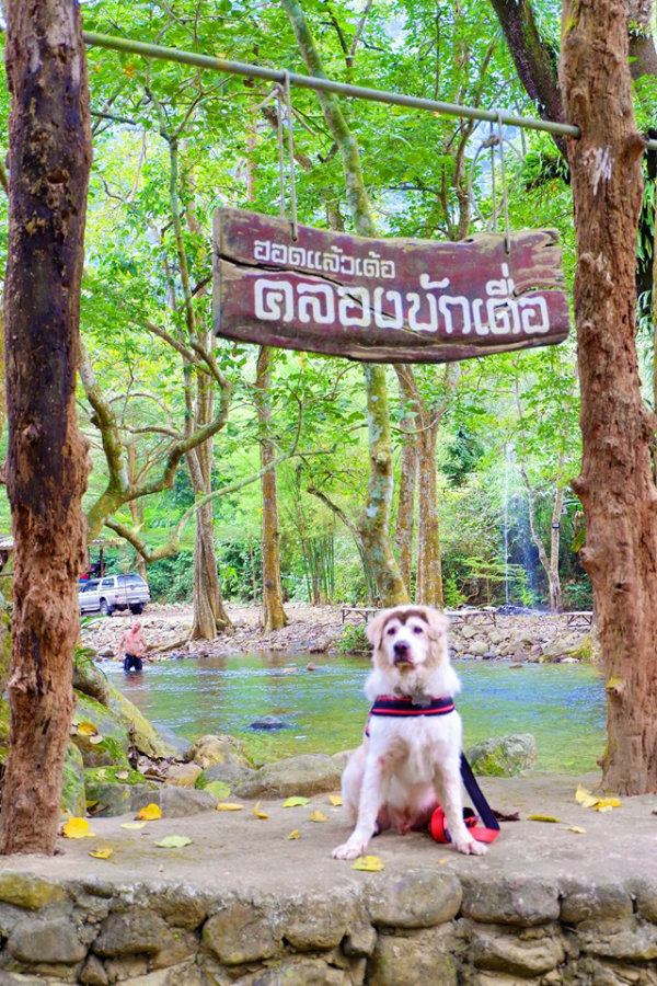 บ้านต้นไทร คลองมะเดื่อ ที่พักติดริมน้ำนครนายก