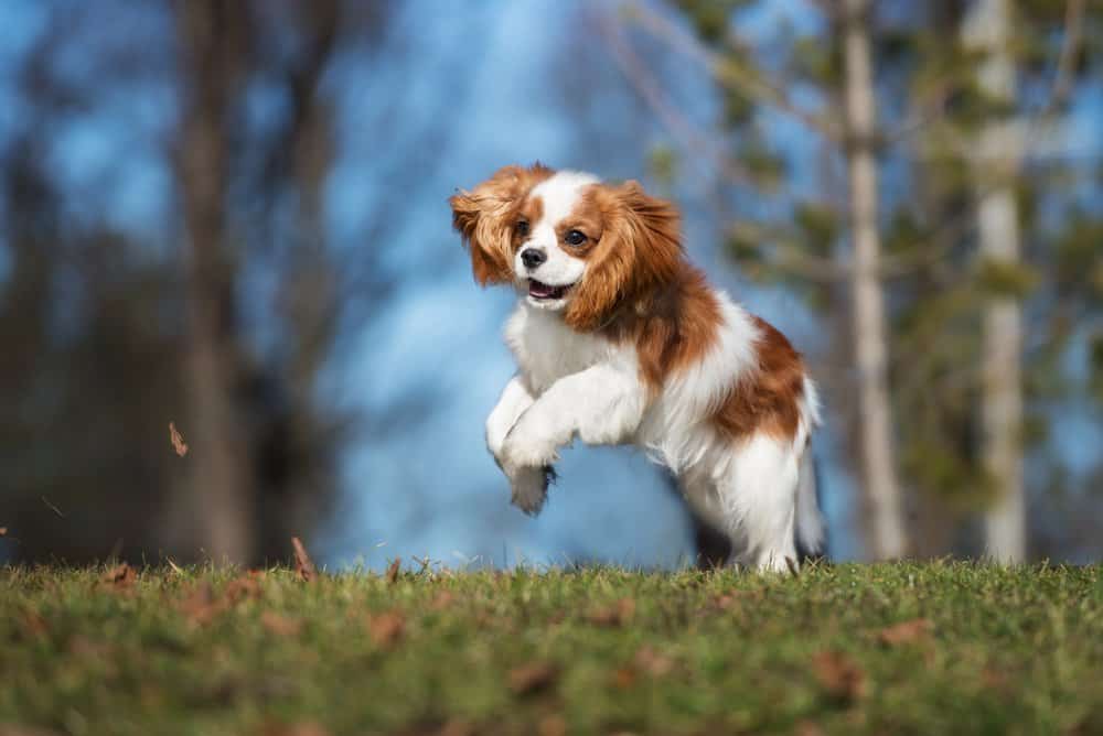 Cavalier-King-Charles-Spaniel-Canis-familiaris-puppy-jumping.jpeg