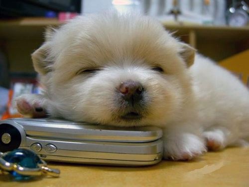 cute-puppy.jpg