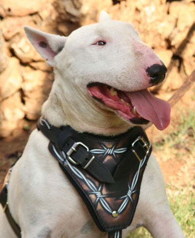 Bull-Terrier-exclusive-leather-design-harness-BARBED-WIRE.jpg