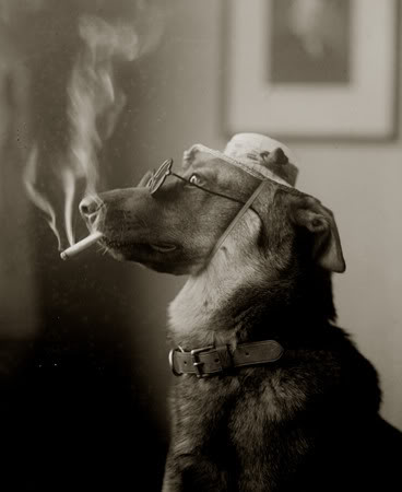 070621150218_Dog_Smoking_a_Cigarett.jpg