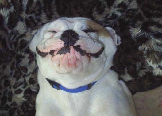 funny-dog-smile.jpg