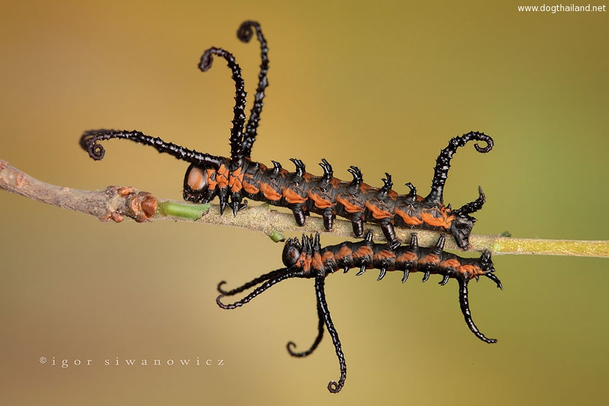 caterpillar-moth-butterfly-before-after-metamorphosis-1-1.jpg