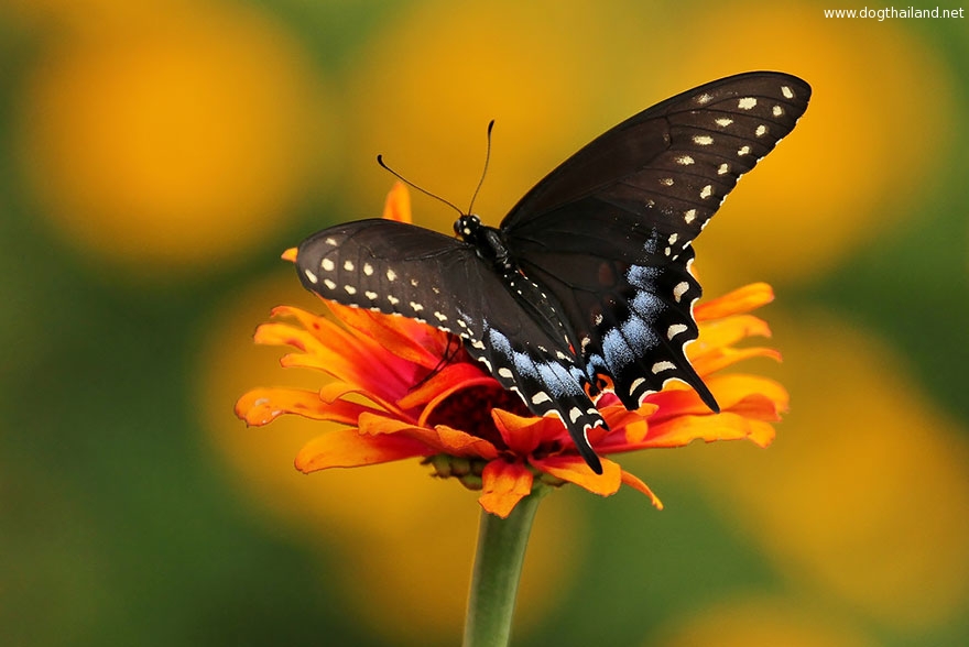 caterpillar-moth-butterfly-before-after-metamorphosis-16-2.jpg