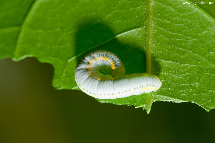 caterpillar-moth-butterfly-before-after-metamorphosis-8-1.jpg