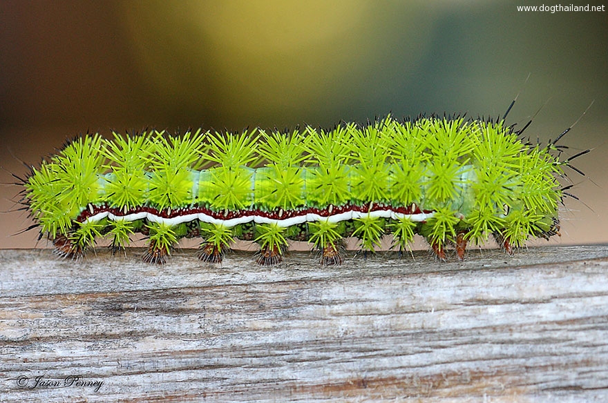 caterpillar-moth-butterfly-before-after-metamorphosis-17-1.jpg