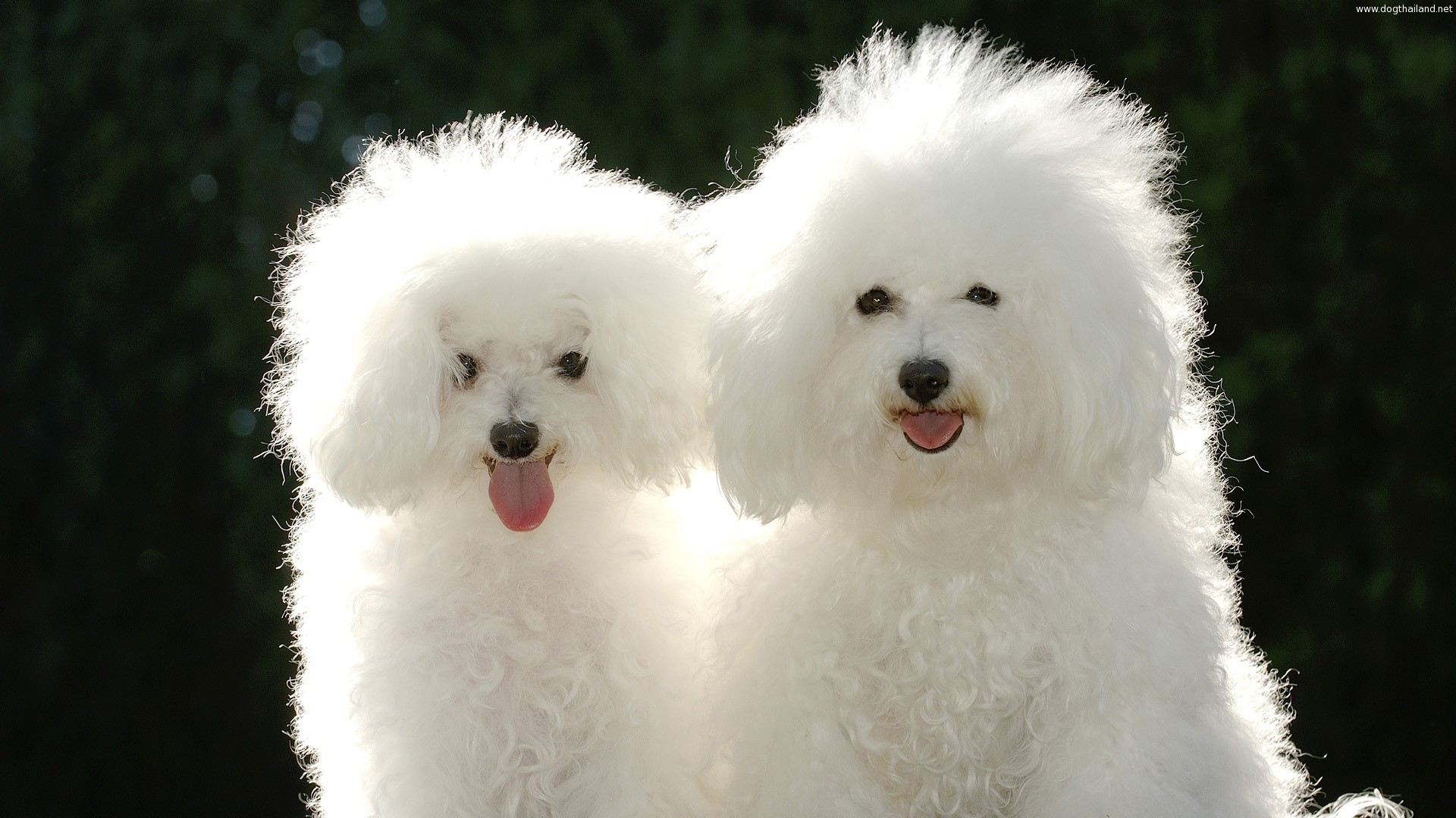 dogs-poodle_004042101.jpg