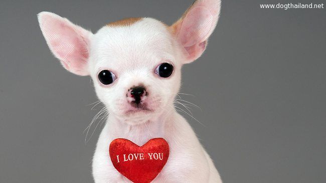 231885-dog-valentine.jpg