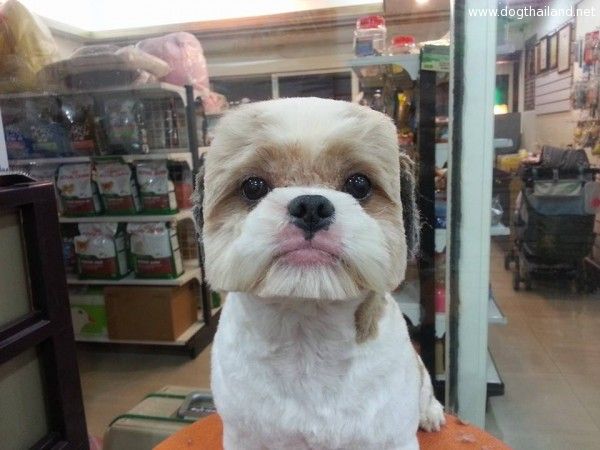 square-round-dog-haircut-taiwan-2.jpg