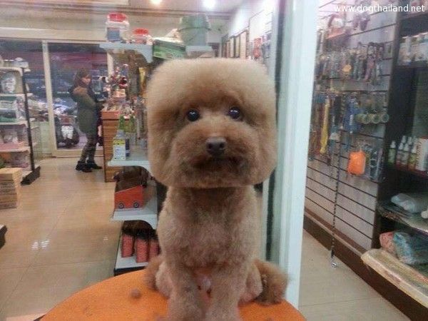 square-round-dog-haircut-taiwan-3.jpg