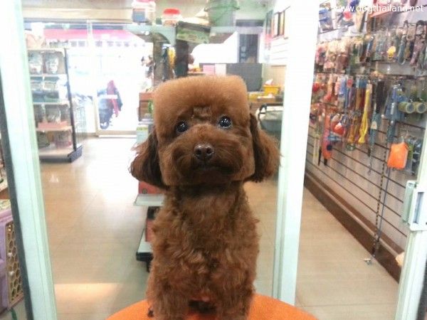 square-round-dog-haircut-taiwan-4.jpg