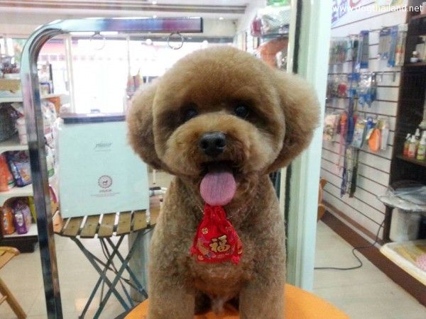 square-round-dog-haircut-taiwan-9.jpg