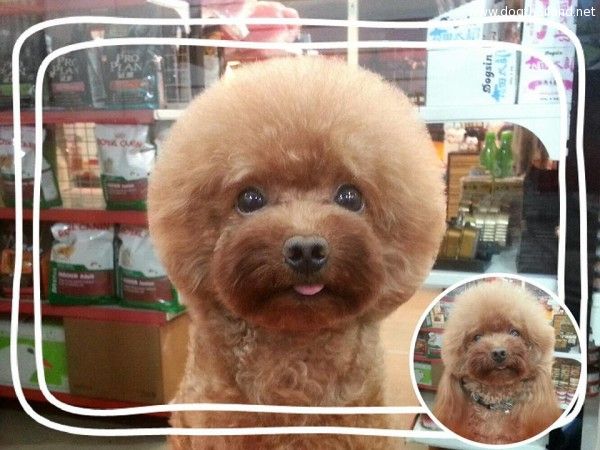 square-round-dog-haircut-taiwan-7.jpg