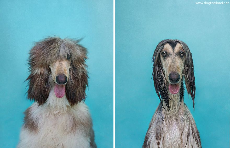 animal-portraits-dry-wet-dog-serenah-hodson-2.jpg