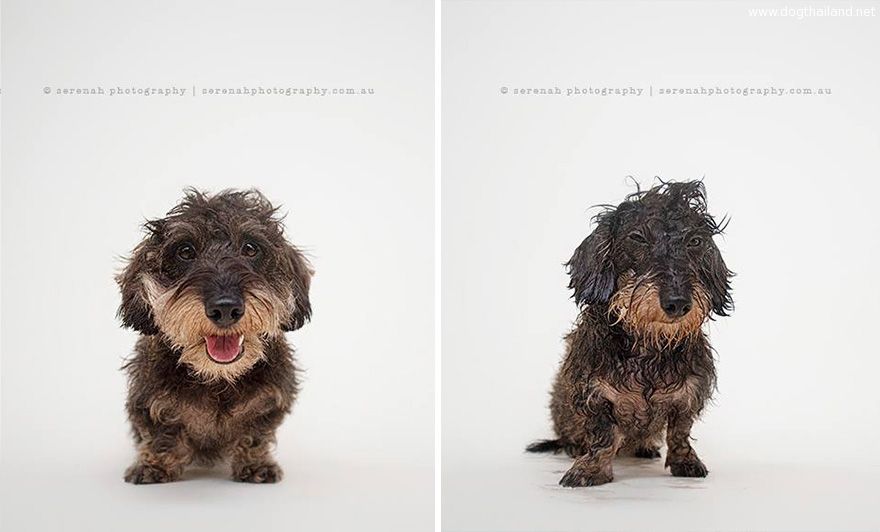 animal-portraits-dry-wet-dog-serenah-hodson-8.jpg