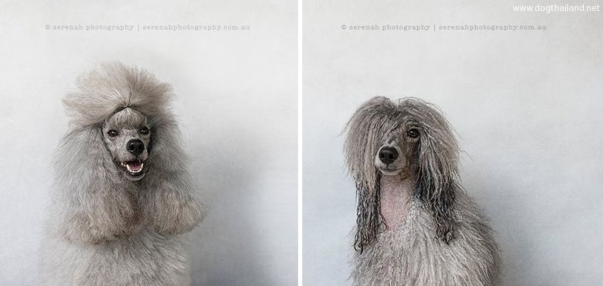 animal-portraits-dry-wet-dog-serenah-hodson-11.jpg