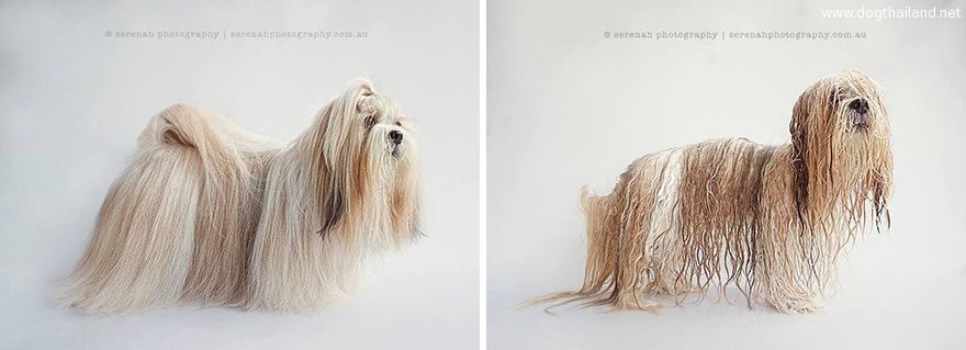 animal-portraits-dry-wet-dog-serenah-hodson-5.jpg