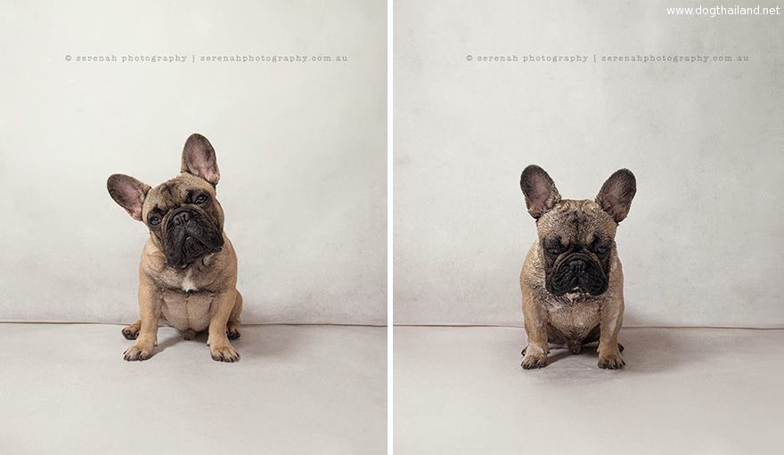 animal-portraits-dry-wet-dog-serenah-hodson-9.jpg