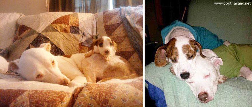 dogs-before-and-after-29__880.jpg