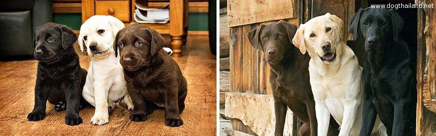 dogs-before-and-after-28__880.jpg