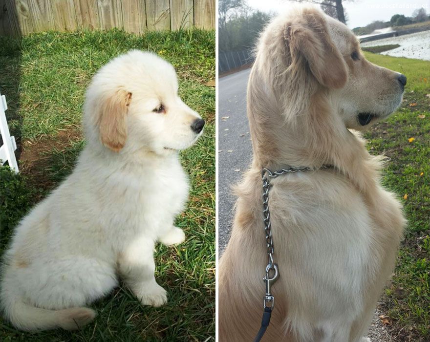 XX-before-and-after-dogs-growing-up-__880.jpg