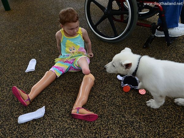 3-year-old-girl-amputated-legs-puppy-without-paw-sapphyre-johnson-lt-dan-3.jpg