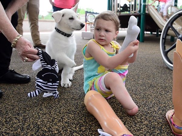 3-year-old-girl-amputated-legs-puppy-without-paw-sapphyre-johnson-lt-dan-13.jpg