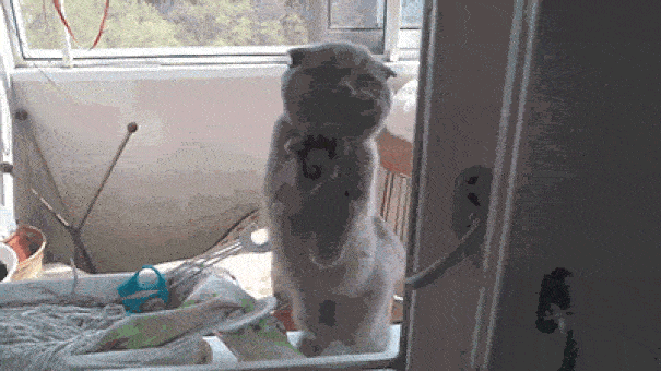 funny-animal-outside-door-let-me-in-13__605.gif