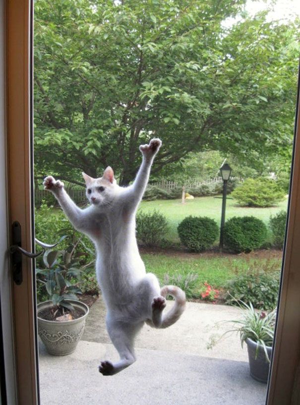 funny-animal-outside-door-let-me-in-141__605.jpg