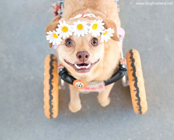 adopted-disabled-dog-daisy-underbite-unite-3.jpg