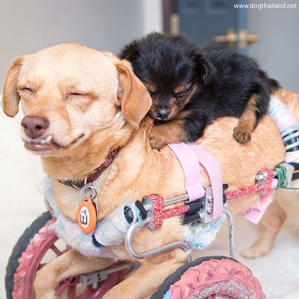 adopted-disabled-dog-daisy-underbite-unite-11.jpg