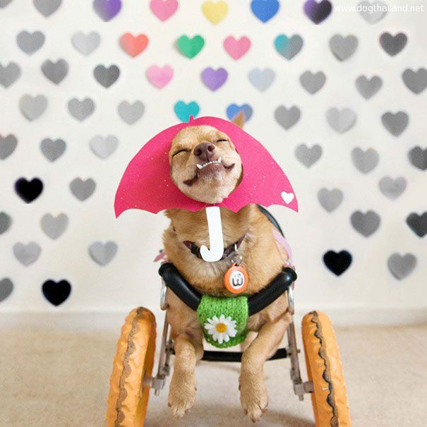 adopted-disabled-dog-daisy-underbite-unite-9.jpg