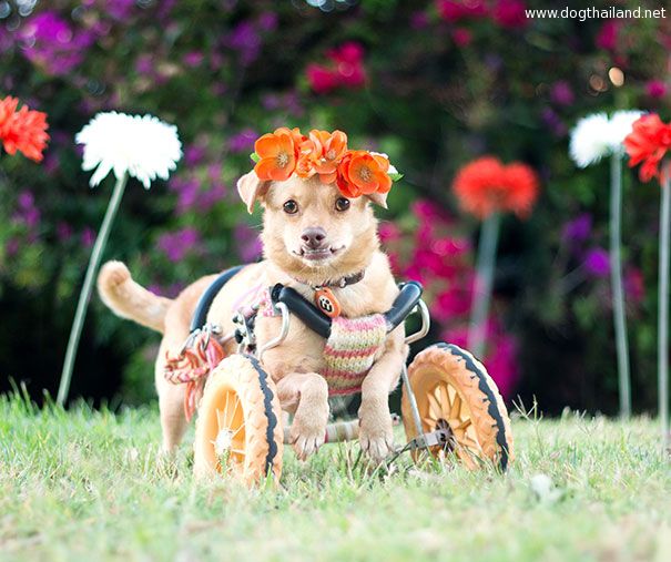 adopted-disabled-dog-daisy-underbite-unite-5.jpg