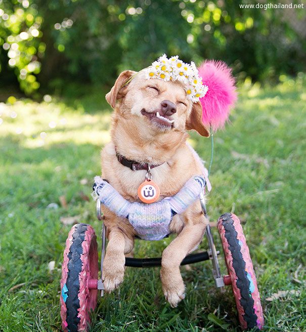adopted-disabled-dog-daisy-underbite-unite-4.jpg