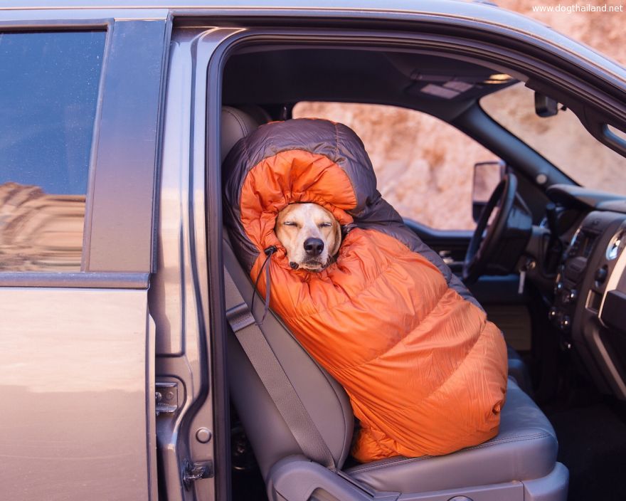 dog-traveling-car-motorcycle-maddie-on-road-1.jpg