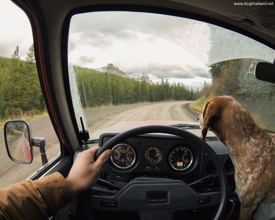 dog-traveling-car-motorcycle-maddie-on-road-11.jpg