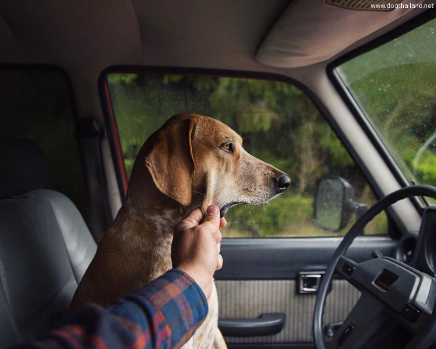 dog-traveling-car-motorcycle-maddie-on-road-4.jpg