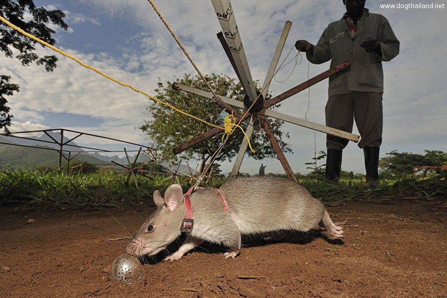 2hero-rats-bomb-demining-africa-apopo-2.jpg