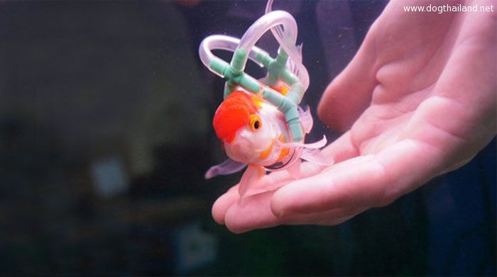 goldfish-wheelchair-cork-sling-float-2.jpg