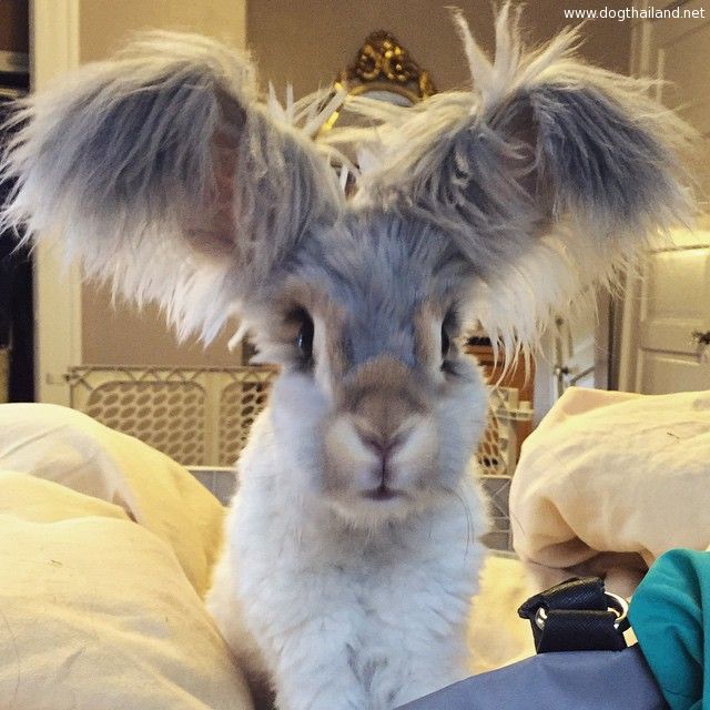 haircut-rabbit-angora-wally-13.jpg