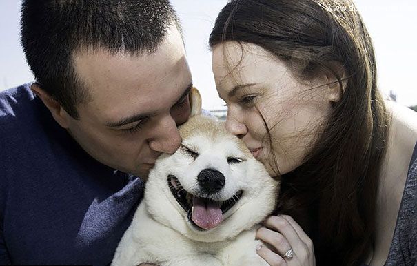 happiest-smiling-dog-shiba-inu-cinnamon-1.jpg