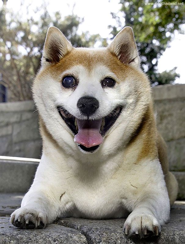 happiest-smiling-dog-shiba-inu-cinnamon-2.jpg