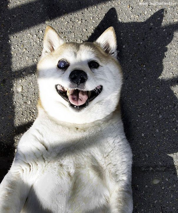 happiest-smiling-dog-shiba-inu-cinnamon-5.jpg