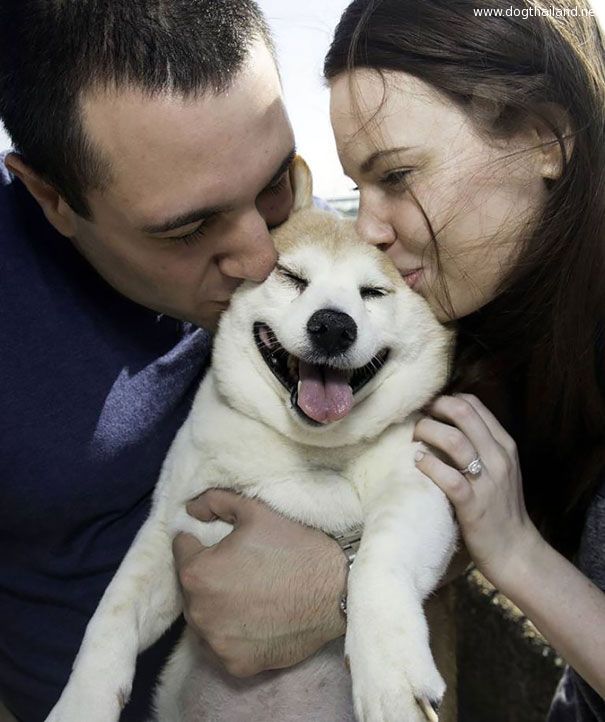 happiest-smiling-dog-shiba-inu-cinnamon-8.jpg