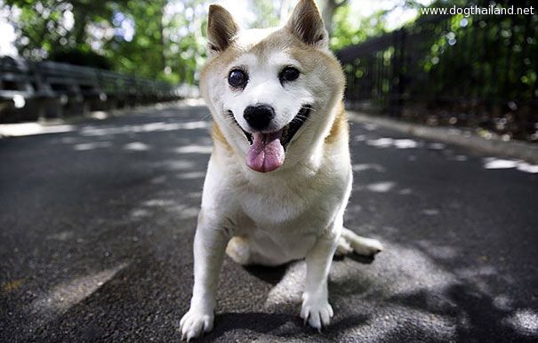 happiest-smiling-dog-shiba-inu-cinnamon-6.jpg