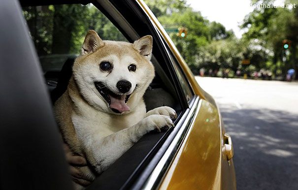 happiest-smiling-dog-shiba-inu-cinnamon-4.jpg