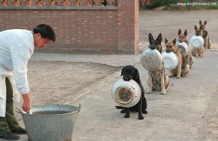 police-dogs-waiting-food-china-1.jpg