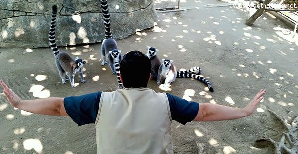 zookeepers-recreating-jurassic-world-raptor-scene-19__605.jpg